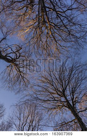 A low angle view looking up in the beech tree forest during the winter season. Sun rays touching branches of a tree without leaves against blue sky.