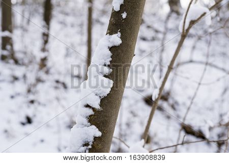 Nature in Winter. Closeup of a snowy Tree in Winter
