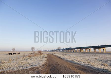 young cows in wintry meadow in floodplains of river Lek near Vianen in the netherlands and bridge of highway A27