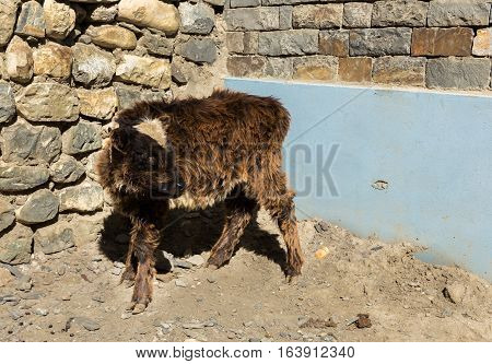 calf is about a stone wall, Nepal