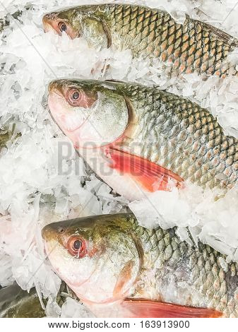 Rohu Fish Fresh