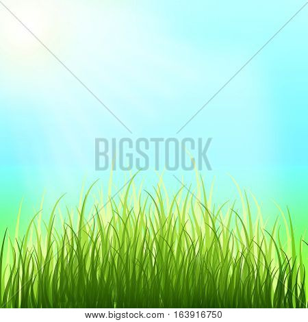 Tender young grass reach for the sun. Bright blue spring sky. Spring background. Summer. Warmly. Nature.