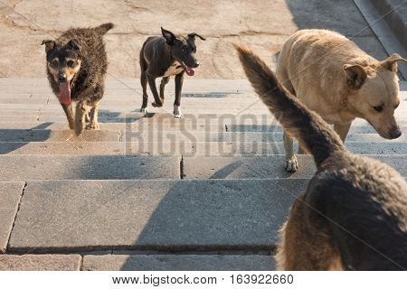 A Pack Of Stray Dogs In The City