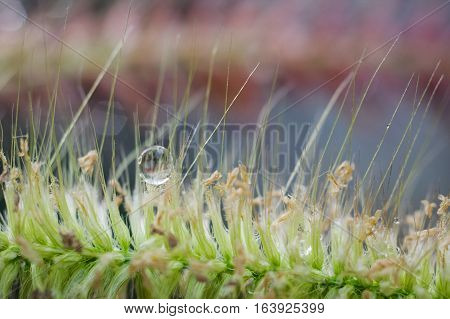 Drop of water on grass flower with blurry another grass in the background