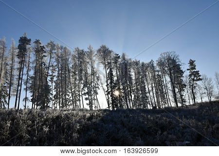 Frostbitten row of trees larch trees the trees shines the sun blue sky. Forest.