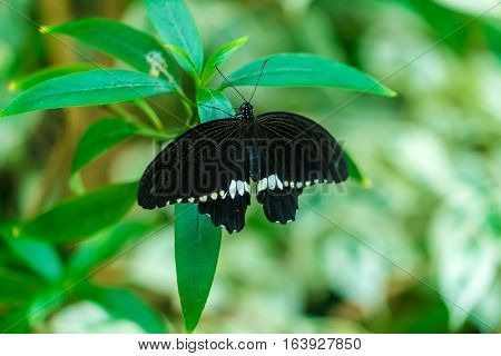 Common Mormon Butterfly (papilio Polytes)