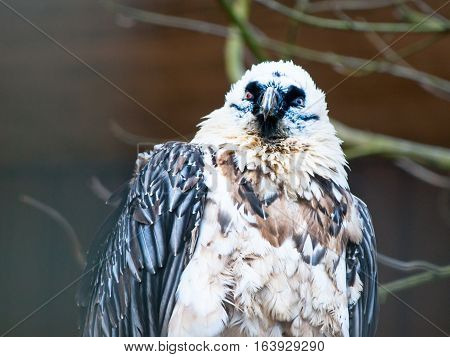Close-up view of bearded vulture, Gypaetus barbatus, aka lammergeier or ossifrage, bird of prey living in eastern african and central asian regions