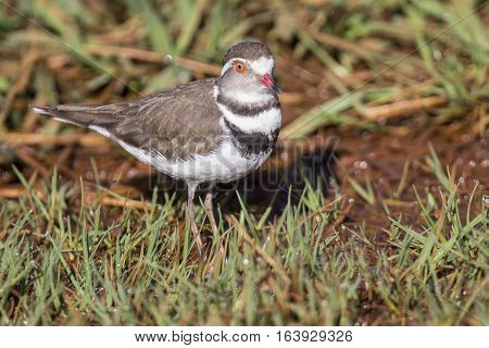 Three banded plover standing in short wet green grass