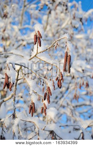 The branch alder (Alnus serrulata) under snow on a cold day