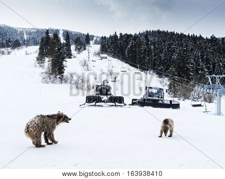 Winter in Greater Caucasus Mountains. Two Brown bear cubs playing. Georgia (country). Svaneti (Svanetia) region of Georgia. Samegrelo and Zemo Svaneti Georgia