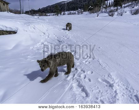 Winter in Greater Caucasus Mountains. Two Brown bear cubs playing. Georgia (country). Mestia ski resort. Svaneti (Svanetia) region of Georgia.