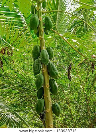 Green papaya tree with bunch of fruits (Carica Papaya Caricaceae Ma-la-kaw Betik )Thailand