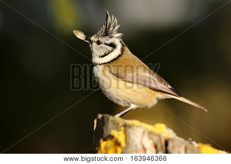 european crested tit eating sunflower seed ( Lophophanes cristatus )