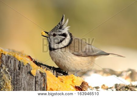 european crested tit eating lard in the garden ( Lophophanes cristatus )