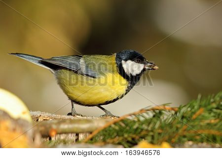 great tit at bird feeder eating  seed ( Parus major )