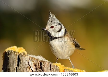 funny european crested tit ( Lophophanes cristatus )