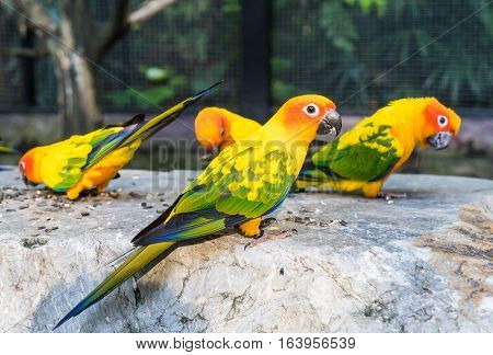 Group of colorful mini parrot eating on a rock.