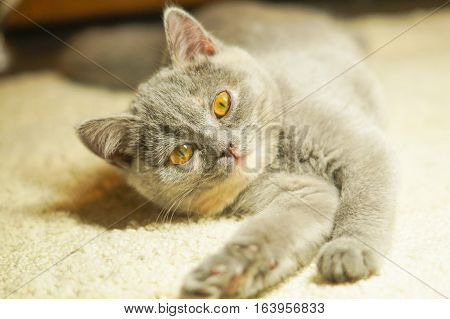 gray Scottish kitten lies on a white carpet and looks questioningly stretching legs
