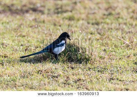 Eurasian magpie (Pica pica) hunting amongst grass. Black and white bird in the family Corvidae searching for invertebrates on pasture in the English countryside