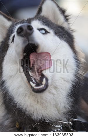 Black and White Siberian Huskey Face Close Up