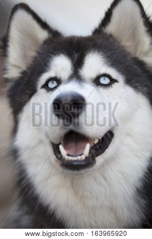 Black and White Siberian Huskey Face Close Up