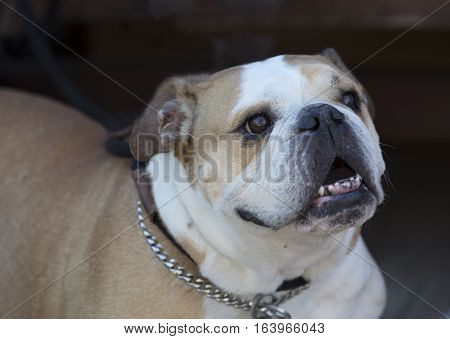 Tio the Bulldog at Old Town San Diego California