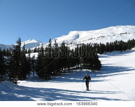 Skier sticks pushes the snow trying to get out of the winter woods.