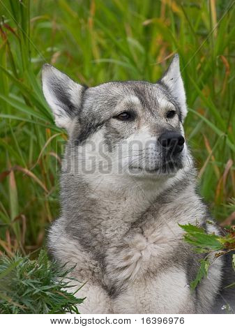 Pistol hund