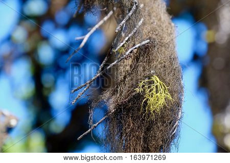 Cladonia lichen on a tree.  Enchantment Lakes basin.  Seattle.  Washington.  United States.
