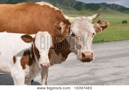 Mucca con vitello