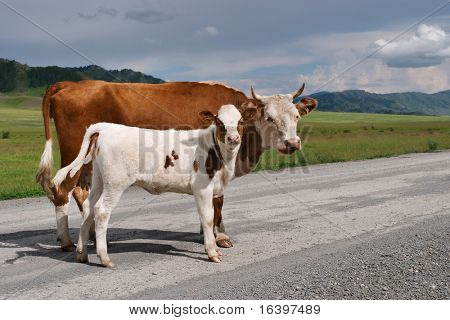 Mucca con vitello