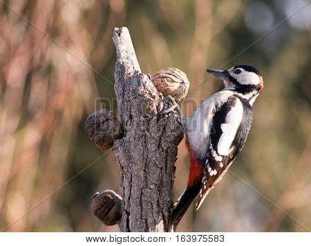 Great Spotted Woodpecker (Dendrocopos major) in the bird feeder.