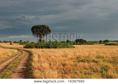 Savana africana in Queen Elizabeth NP, Uganda