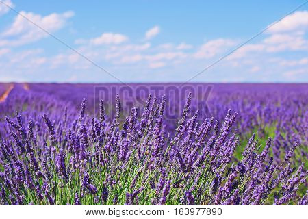 Lavender flower blooming scented fields in endless rows and a blue cloud sky. Landscape in Valensole plateau Provence France Europe.