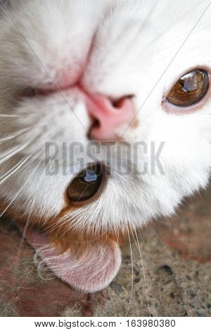 Baby cat playing in the floor. The look