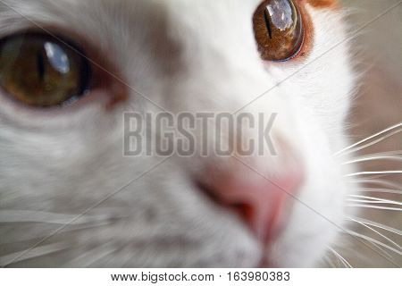 The look of the cat. Cat's eyes close up