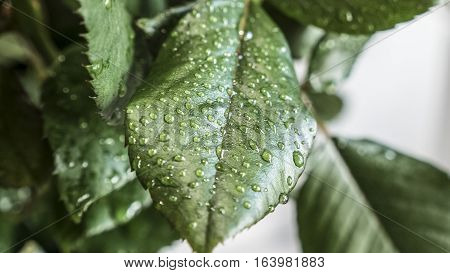 Green leaf with drops of water close-up
