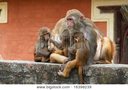 Affen-Familie in hindu-Tempel