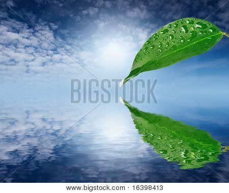 Verde folha sobre fundo de céu azul refletido na água