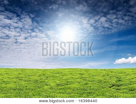 Ciel bleu et de plantations de thé
