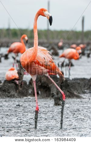 American Flamingos Or Caribbean Flamingos ( Phoenicopterus Ruber Ruber). Colony Of  Flamingo The On
