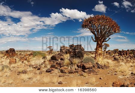 จัดภูมิทัศน์ด้วย quiver ต้นไม้ (Aloe dichotoma), ใต้นามิเบีย