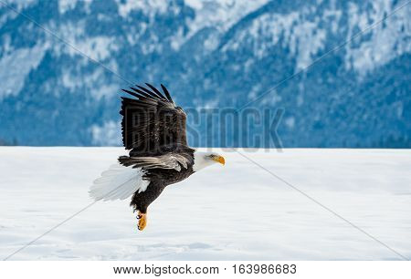 Bald Eagle ( Haliaeetus Leucocephalus Washingtoniensis ) In Flight. Alaska In Snow
