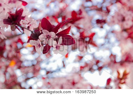 flower spring trees pink vegetable nature bokeh