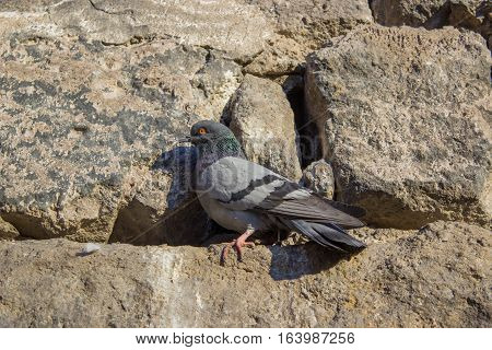 bird animal nature stone stone wall freedom pigeon