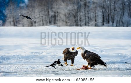 The Magpies and Bald eagle ( Haliaeetus leucocephalus ) sits on snow and eats a salmon. Alaska