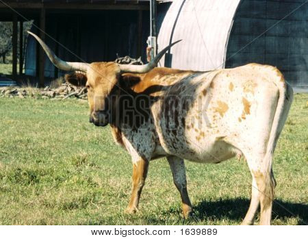 Longhorncow1