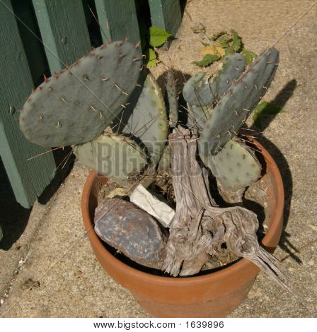 Pricklypear