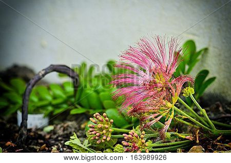 Abstract soft blurred and soft focus of Albizia julibrissin