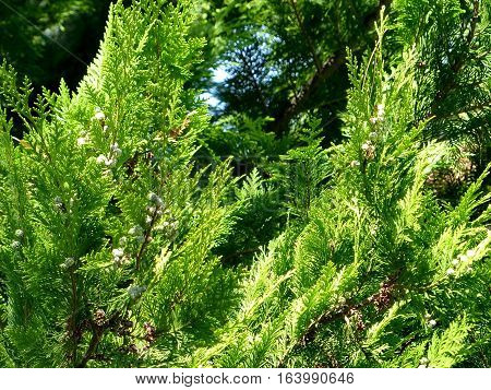 Berries ripen on the branches of a juniper (unripe fruit). Closeup. Summer, August. ABRAU DURSO, RUSSIA.